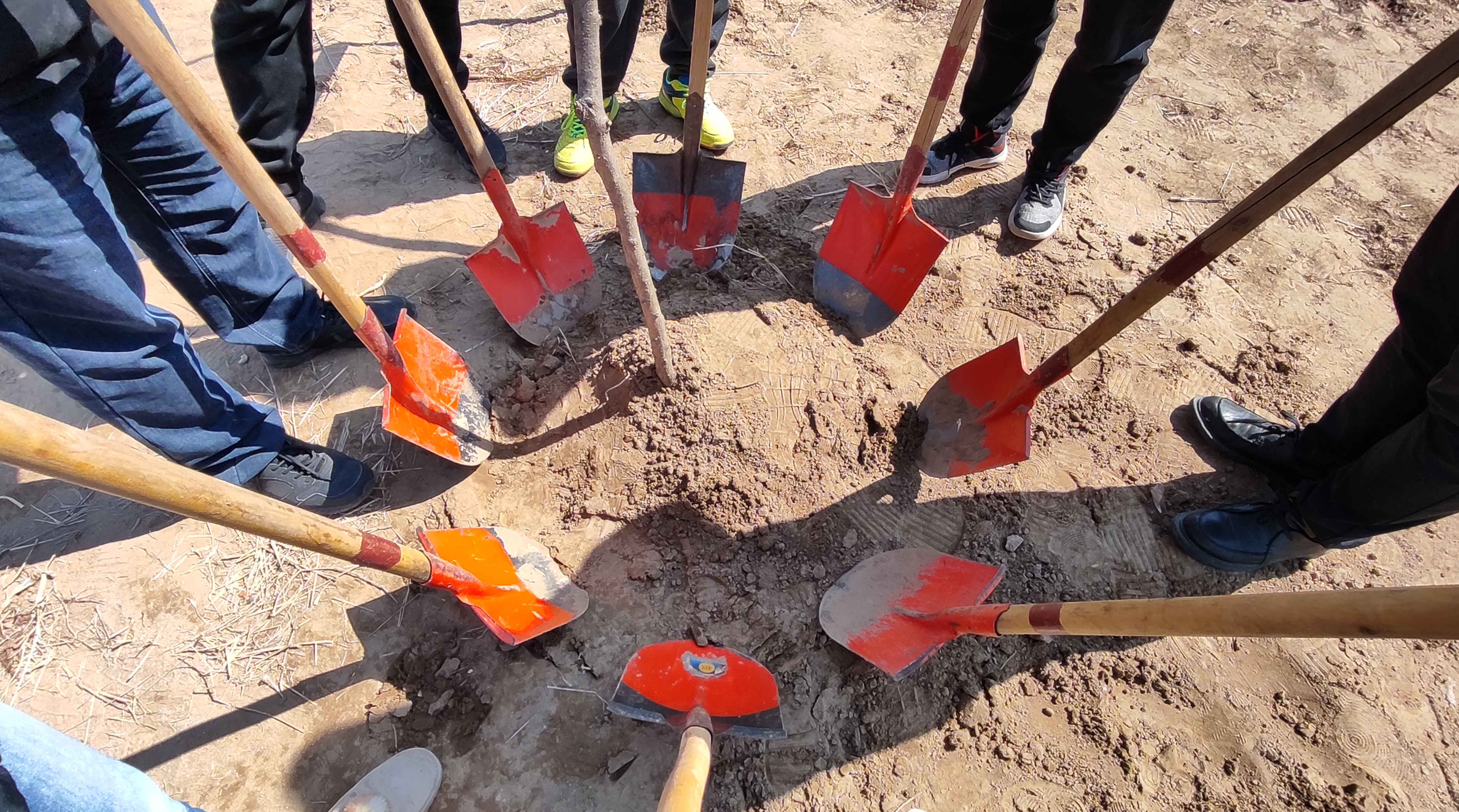 Planting trees to add green, responsibility and development together